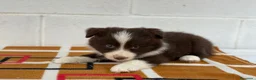 Border Collie perros en venta:     Border Collie de excelencia ⭐ - Anuncio 7