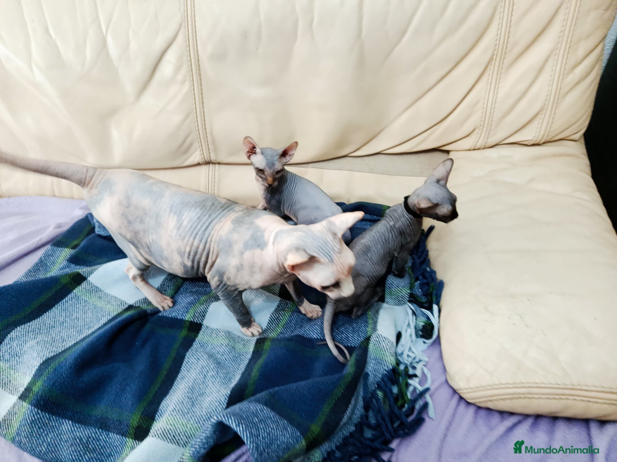 Sphynx gatos Preciosa gatitos egipcios  - Anuncio 2