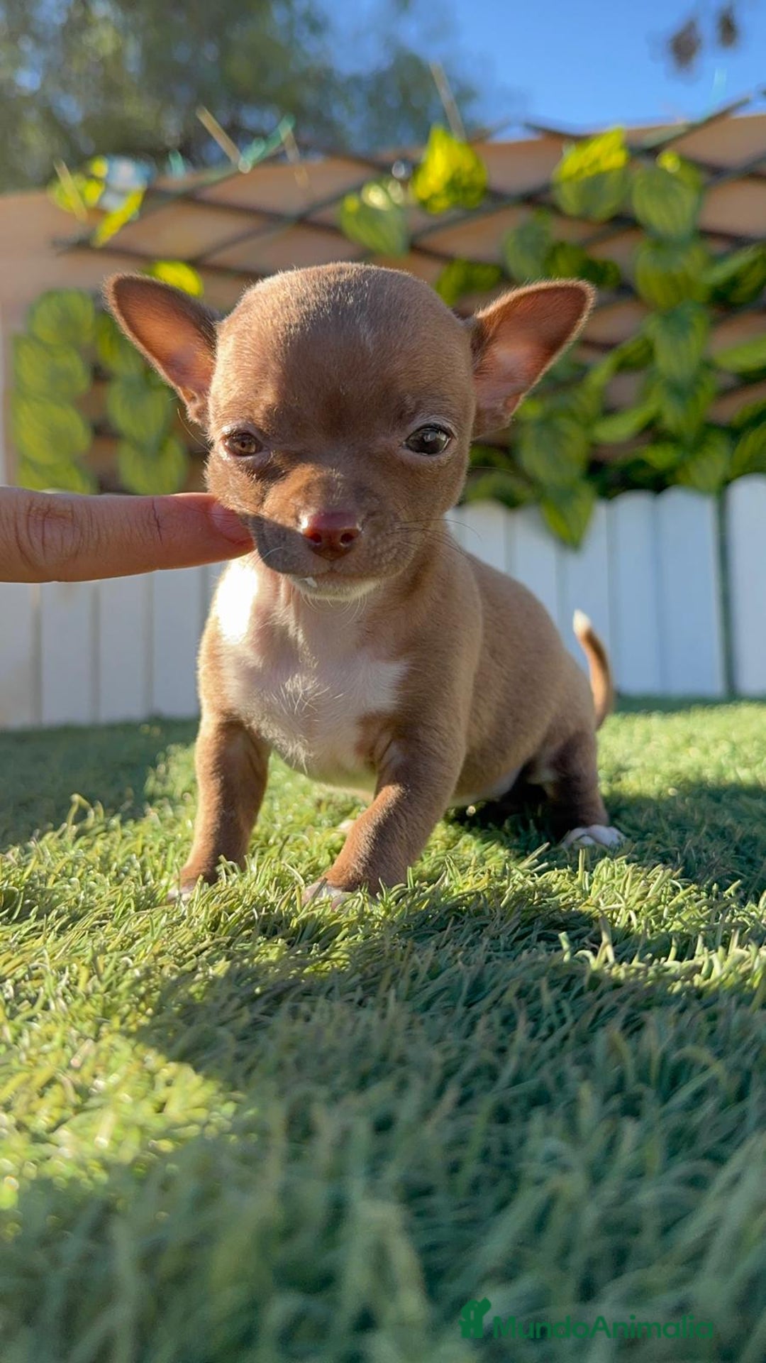 Chihuahua perros en venta: CHIHUAHUA HEMBRA - Anuncio 2