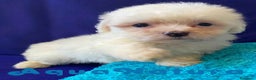 Bichón Habanero perros en venta: Bichon Habanero Hembra 6938 de Locaty - AQUANATURA en Barcelona - Anuncio 10