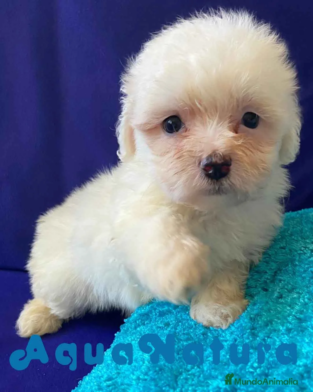 Bichón Habanero perros en venta: Bichon Habanero Hembra 6938 de Locaty - AQUANATURA en Barcelona - Anuncio 10