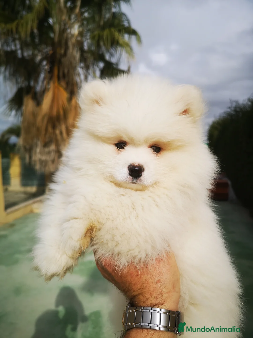 Raza Mixta perros en venta: Cachorritos mini toy  - Anuncio 1