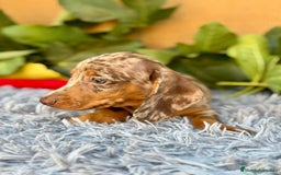 Teckel Miniatura perros en venta: Teckel arlequín chocolate  - Imagen 2