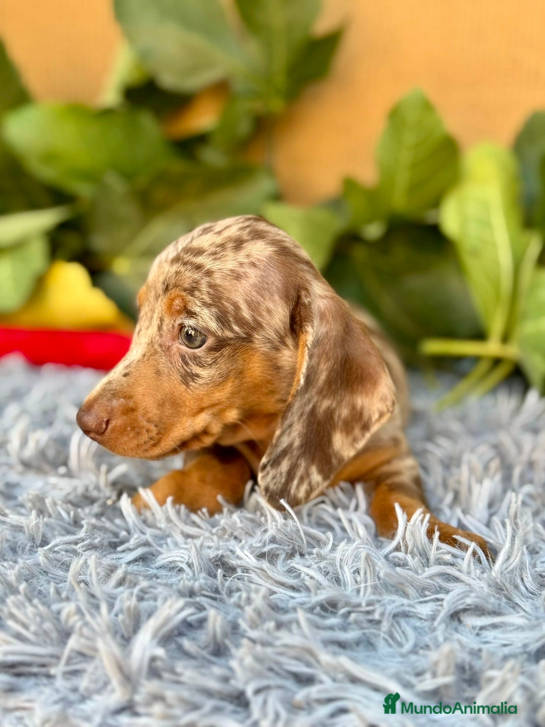 Teckel Miniatura perros en venta: Teckel arlequín chocolate  - Imagen 2