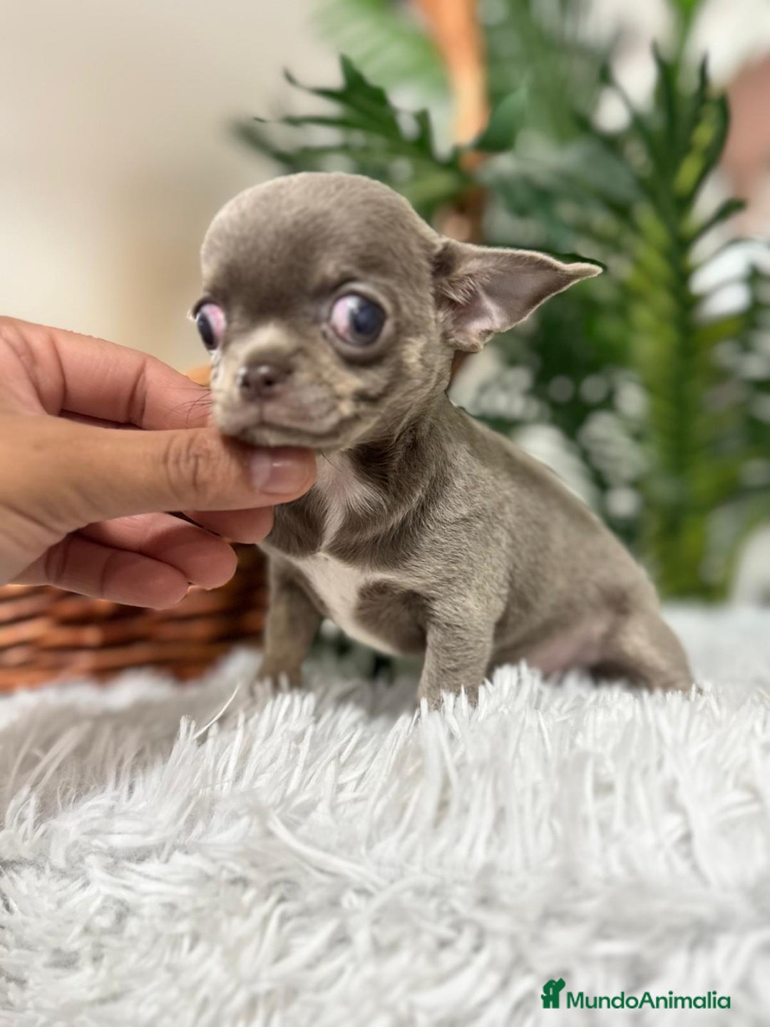 Chihuahua perros en venta: CHIHUAHUA HEMBRA LILAC AND TAN - Anuncio 1