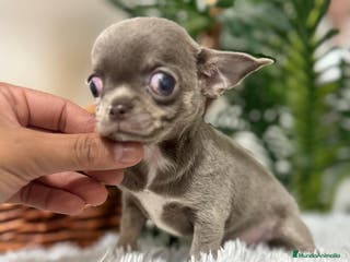 Chihuahua perros CHIHUAHUA HEMBRA LILAC AND TAN - Anuncio 3