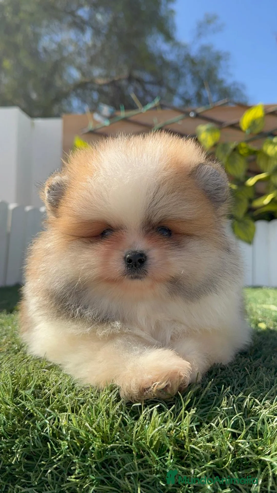 Pomerania perros en venta: POMERANIA MACHO - Anuncio 9