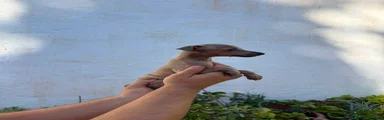 Pequeño Lebrel Italiano 1