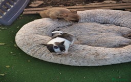 Chihuahua perros en venta: Hembra chihuahua  - Anuncio 2