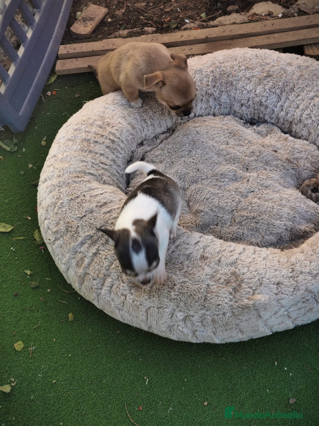 Chihuahua perros en venta: Hembra chihuahua  - Anuncio 2