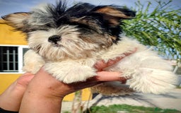 Raza Mixta perros en venta: Cachorritas malvi - Anuncio 7