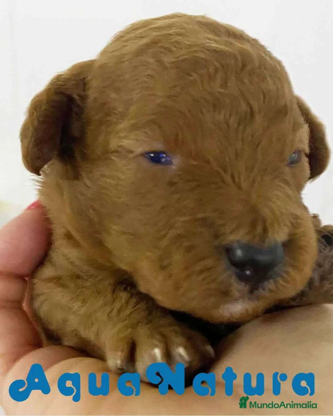 Caniche Toy perros en venta: Camada Caniche de Barbie y Can - AQUANATURA en Barcelona - Anuncio 6