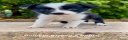 Border Collie perros en venta: BORDER COLLIE DE VILLA BIZNAGA - Anuncio 22