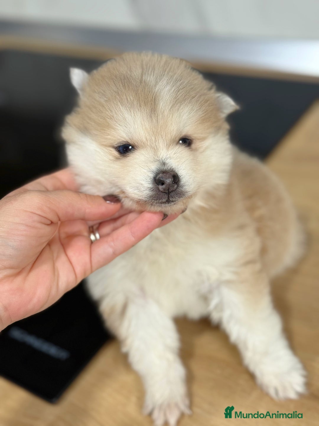 Pomsky perros en venta: Pomsky  - Anuncio 18