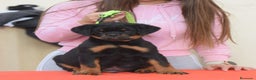 Rottweiler perros en venta: Rottvale kennel criadero desde el año 2012 en Valencia - Anuncio 2