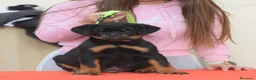 Rottweiler perros en venta: Rottvale kennel criadero desde el año 2012 en Valencia - Anuncio 2