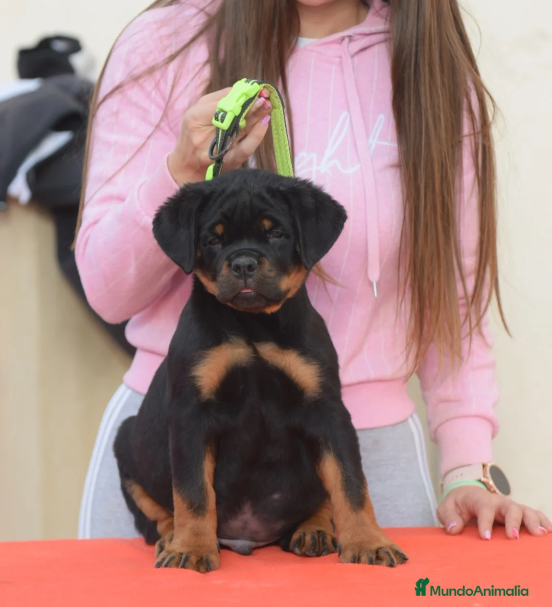 Rottweiler perros en venta: Rottvale kennel criadero desde el año 2012 en Valencia - Anuncio 2