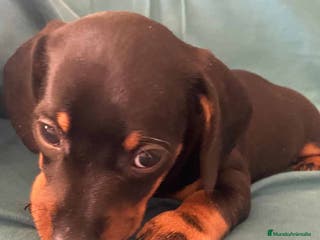 Teckel perros Teckel Macho de Tita Junior 5836 AQUANATURA en Barcelona - Anuncio 15