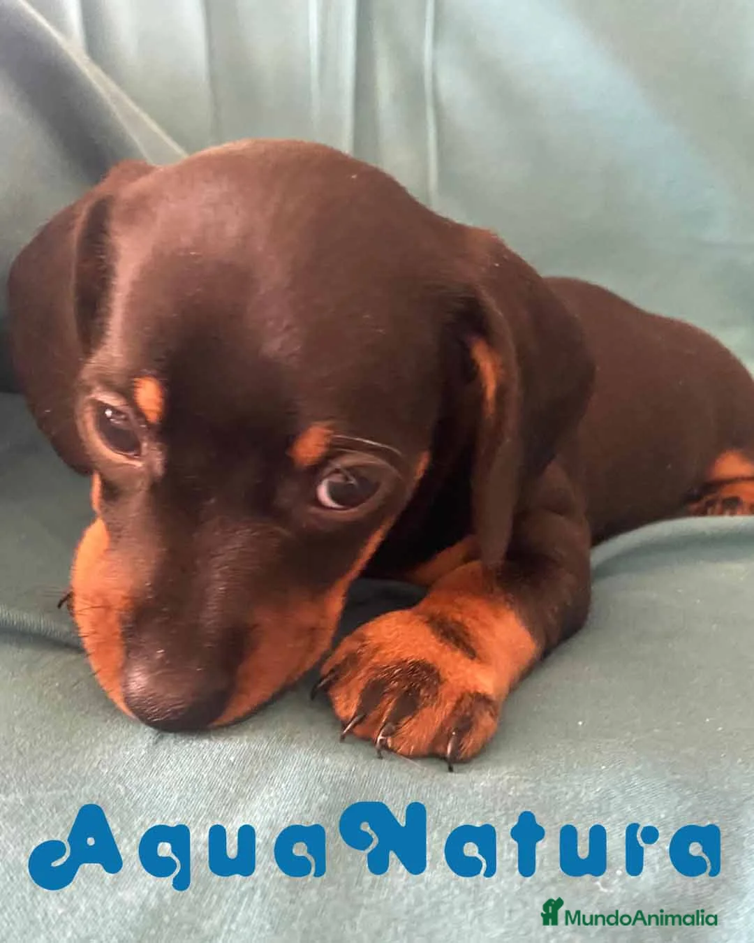 Teckel perros en venta: Teckel Macho de Tita Junior 5836 AQUANATURA en Barcelona - Anuncio 1