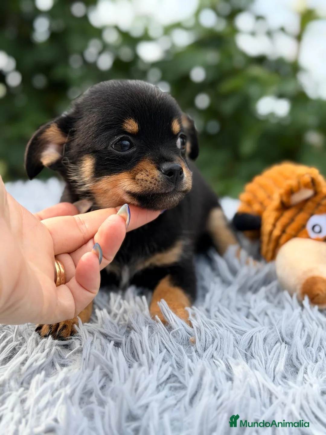 Pomchi perros en venta: ÚLTIMO MACHO PONSKY DISPONIBLE - Anuncio 5