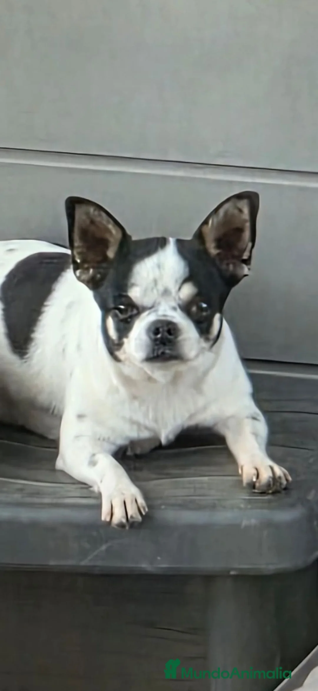 Chihuahua perros en venta: Chihuahuas chocolates 🍫 🐾❤️ - Anuncio 2