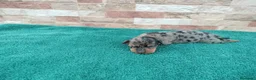 Teckel Miniatura perros en venta: Teckels Miniaturas de calidad - Anuncio 8
