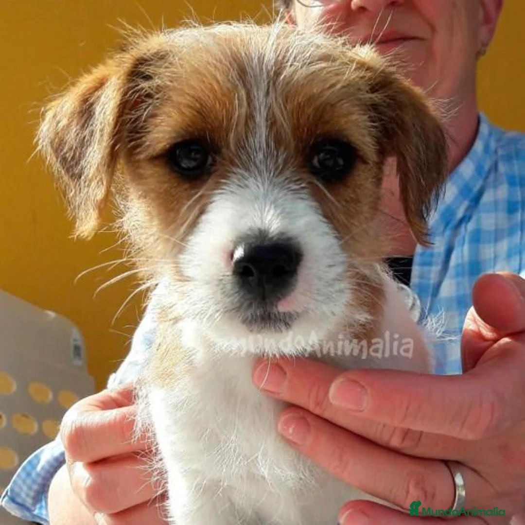 Imagen de galería {{count}}