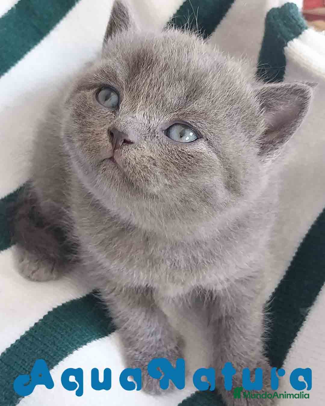 Británico de Pelo Corto Azul gatos  British Shorthair Hembra AQUANATURA en Barcelona - Anuncio 8