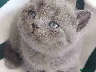 Británico de Pelo Corto Azul gatos British Shorthair Hembra AQUANATURA - Anuncio 5