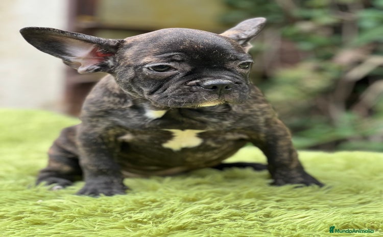 Bulldog Francés perros - Anuncio 8
