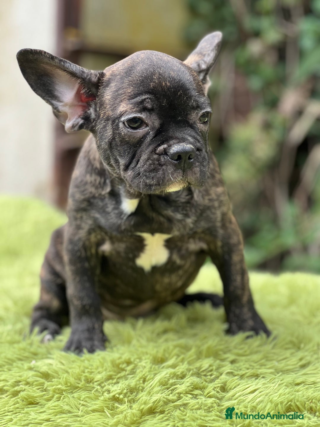 Bulldog Francés perros en venta: Bulldog atigrado  - Imagen 1