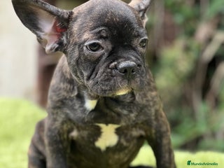 Bulldog Francés perros - Anuncio 22