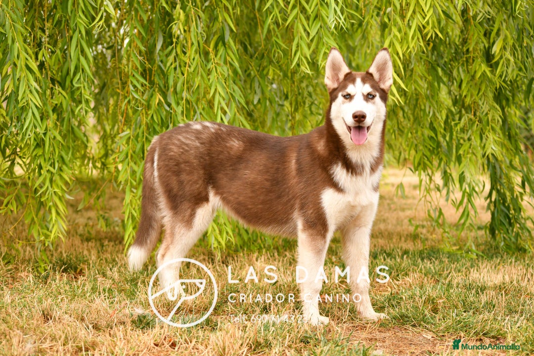 Husky Siberiano perros en venta: Hembra husky siberiano marrón  - Imagen 5
