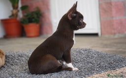 Chihuahua perros en venta: 🌈 Chihuahuas únicos: Luxor, Ronda y Paddy - Imagen 16