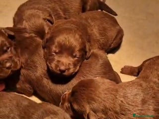 Labrador Retriever perros Labrador - Anuncio 1