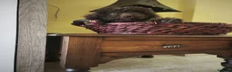 Perro de Agua Español perros en venta: Perra de agua - Anuncio 10