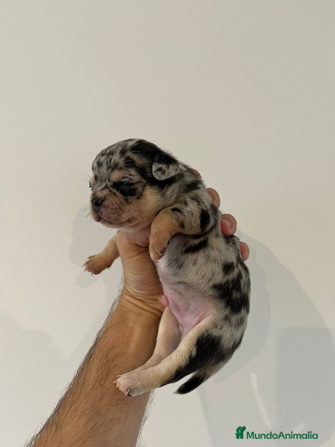 Chihuahua perros en venta: Chihuahua - Imagen 1