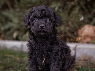 Caniche Toy perros - Anuncio 21