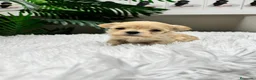 Maltipoo perros en venta: MALTIPOO TOY COREANOS  - Anuncio 29