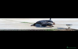 Teckel Miniatura perros en venta: Teckel miniatura - Imagen 6