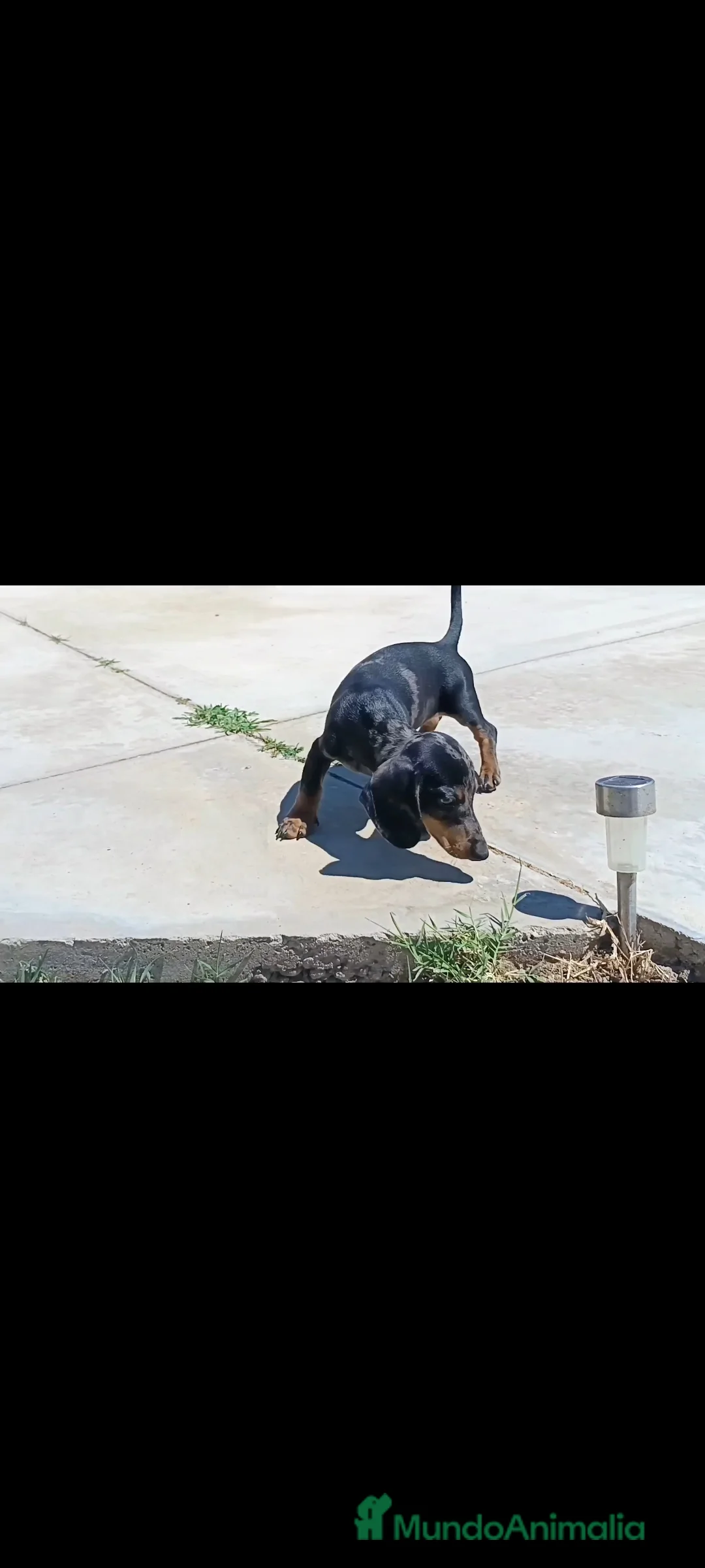 Teckel Miniatura perros en venta: Teckel miniatura - Anuncio 6