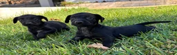 Raza Mixta perros en venta: Excelentes cachorros garabitos  - Anuncio 2