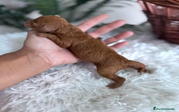 Caniche Toy perros en venta: CANICHE TOY ROJA - Imagen 4