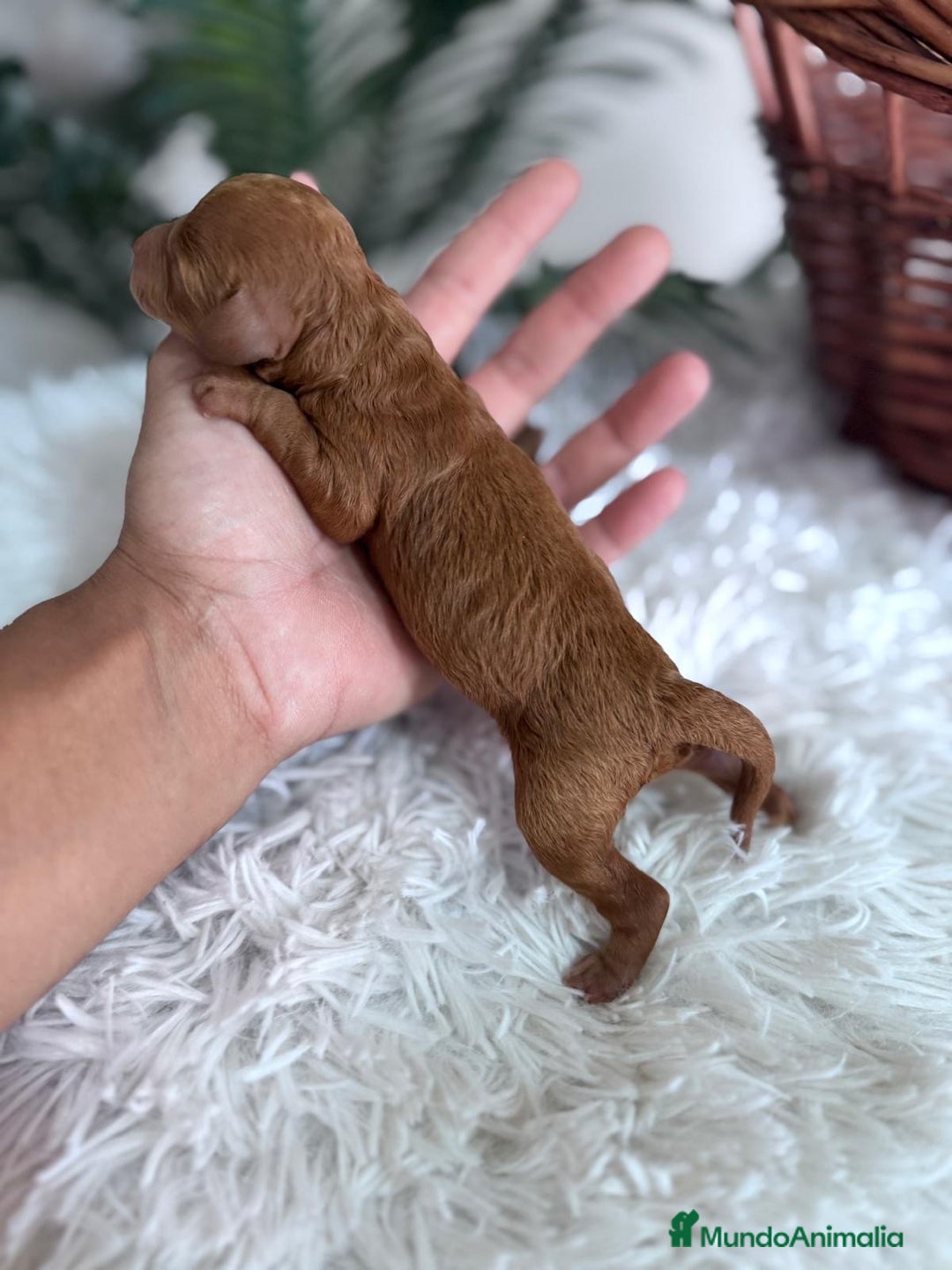 Caniche Toy perros en venta: CANICHE TOY ROJA - Imagen 4