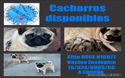Carlino - Pug perros en venta: Cachorros de Carlino - Imagen 1