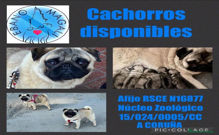 Carlino - Pug perros - Propaganda 1