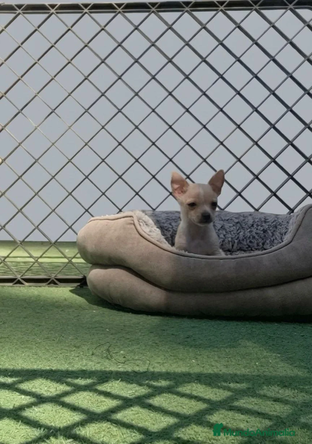 Chihuahua perros en venta: Chihuahua - Anuncio 1
