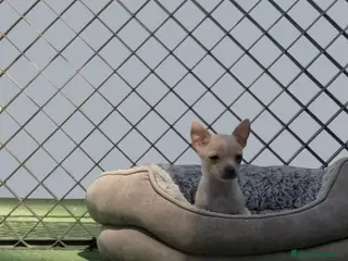 Chihuahua perros Chihuahua - Anuncio 3