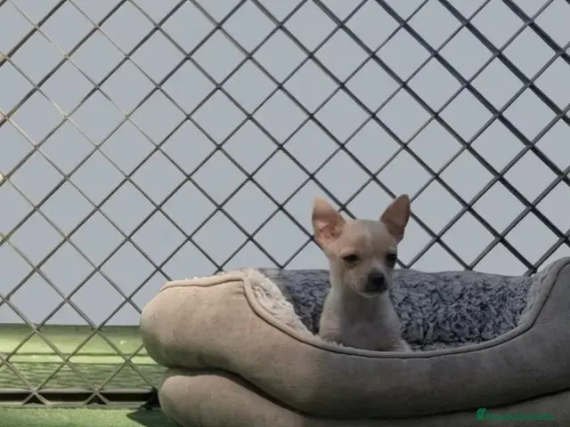 Chihuahua perros Chihuahua - Anuncio 12