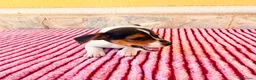 Jack Russell Terrier perros en venta: Jack Russell terrier  - Anuncio 12